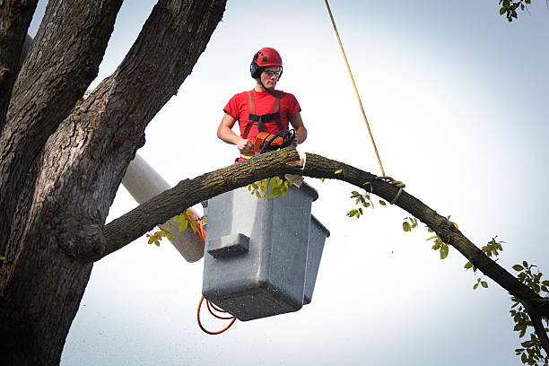 Best Arborist Services Near Me  in USA